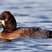 Lesser Scaup